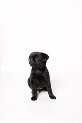 Portrait of black cute pet pug-dog of breed Petit Brabancon or Belgian  Griffon. Puppy standing in side view and looking. Black Dog puppy Isolated on white background. 