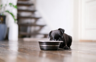 Puppy  eating from feeding bowl indoors.  Black cute pet pug-dog of breed Petit Brabancon or Belgian  Griffon. 
