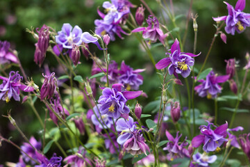 Obraz premium Flowering Purple flowers with a white center, Columbine (Aquilegia vulgaris, Orlyk) in spring. Garden plants