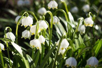 Leucojum Vernum - early spring snowflake flowers in the forest. Blurred background, spring concept