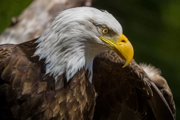 Foto op Plexiglas american bald eagle © Iktwo