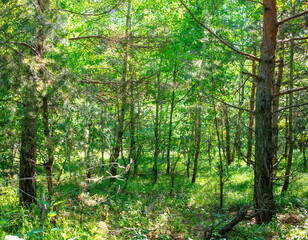 Tree trunks in the forest as a background.