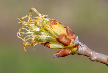 Opening bud with leaves on a pear branch.