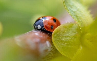 Ladybug on a tree branch in spring. Macro