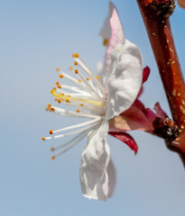 Flowers on an apricot tree in spring.