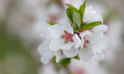 Flowers on a cherry tree in spring.