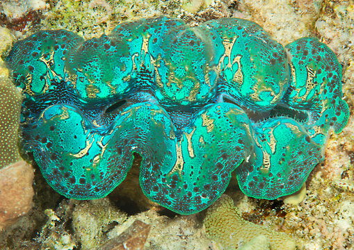 Giant or killer clam, tridacna maxima on corals of Bali and ready for hunting