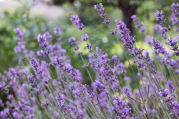 A bush of purple lavender grows and blooms in the garden. Floral background