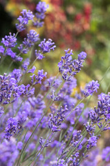 A bush of purple lavender grows and blooms in the garden. Floral background