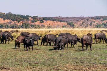 Buffalo grazing in a savannah in Chobe National Park.