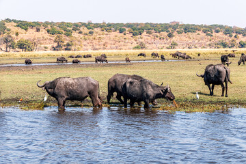 Naklejka na ściany i meble Buffaloes at a watering hole in Chobe National Park.