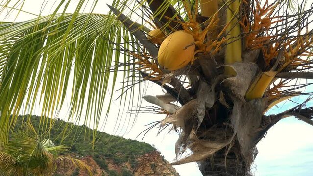 Coconuts on palm tree on Playa Blanca beach, Mochima National Park, Venezuela.