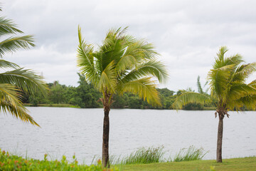 The coconut trees were blown by the wind as the background was a source of water and the sky was dark.