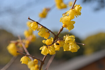 蝋細工のようなロウバイの花