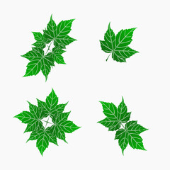  interesting variety of green leaf shapes