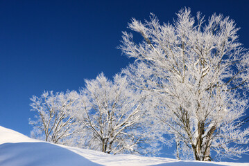 凍てる朝の樹氷が青空に輝く