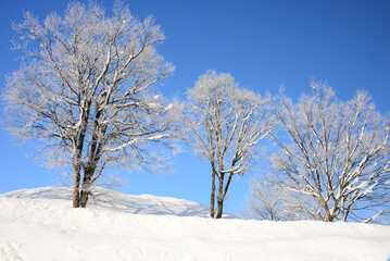 Fototapeta na wymiar 凍てる朝の樹氷が青空に輝く
