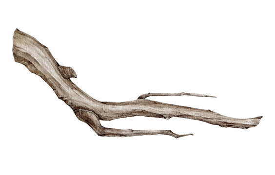 Tree dry branch hand drawn watercolor illustration. Botanical tree stick element. Dry stick natural decoration. Big tree beautiful curved branch element isolated on white background.