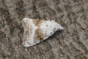 Closeup on the not so common encountered Kent black arches nolidae moth, Meganola albula sitting on wood