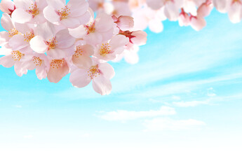 青空と桜の花　背景透過
