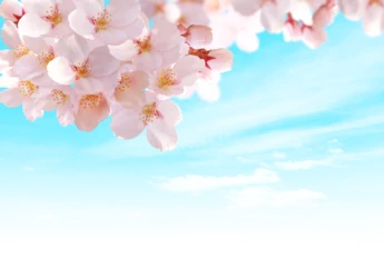 Fotobehang 青空と桜の花　背景透過 © IWOZON