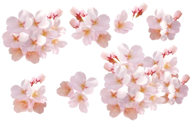 Tuinposter 桜の花　背景透過、パス付き © IWOZON
