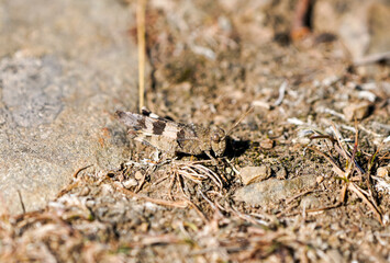 Wasteland cricket in natural environment. Insect close-up. Oedipoda caerulescens.
