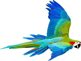 Colorful Harlequin macaw flying isolated on transparent background. Illustrations png file