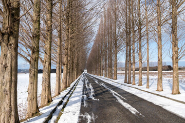 石川県河北潟のメタセコイヤ並木