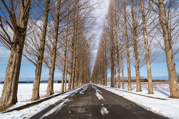 石川県河北潟のメタセコイヤ並木