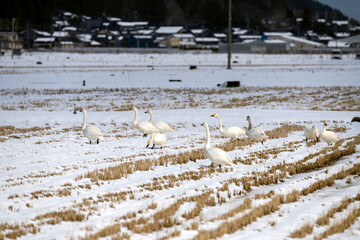石川県の邑知潟周辺に飛来したコハクチョウ