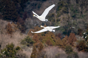 Fototapeta premium 石川県の邑知潟周辺に飛来したコハクチョウ