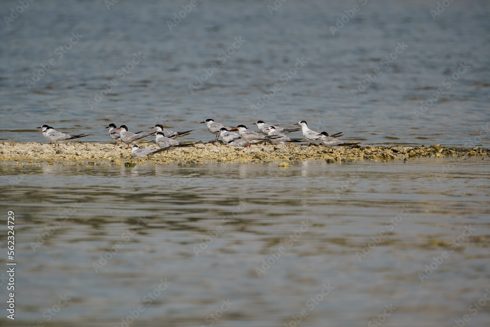 Poster Common Tern (Sterna hirundo) perched on islet