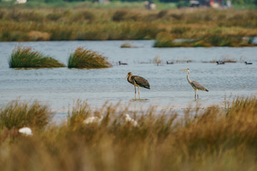 Black Stork (Ciconia nigra) perched in lake