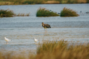 Black Stork (Ciconia nigra) perched in lake