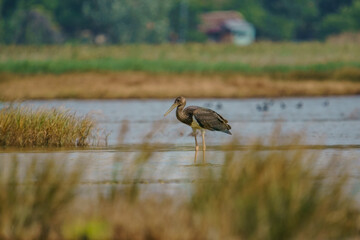 Black Stork (Ciconia nigra) perched in lake