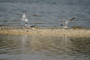 Tern (Sterna hirundo) perched on the islet and flapping its wings