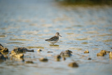 Broad-billed Sandpiper (Limicola falcinellus) perched in lake