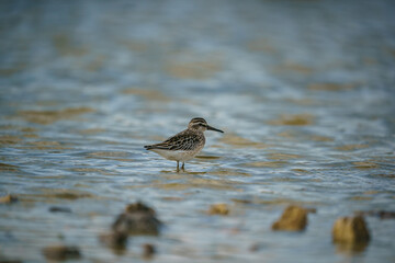 Broad-billed Sandpiper (Limicola falcinellus) perched in lake