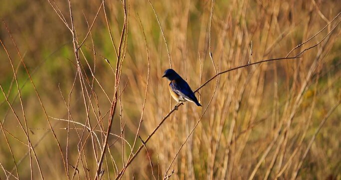 Western bluebird on brush in winter in slow motion 