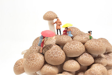 a rain day with brown shimeji Mushroom