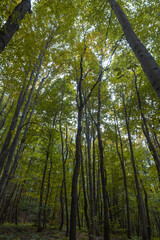 Tall trees in the forest. Forest vertical view in wide angle shot.