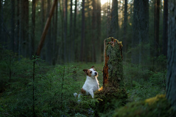 The dog in forest. active jack russell terrier. Pet in nature, sunset