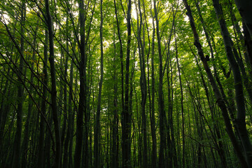 Fototapeta na wymiar Lush forest background photo. Tall trees in moody view