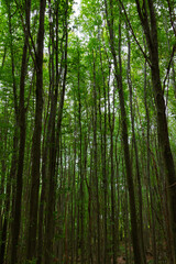 Fototapeta na wymiar Tall green trees in the lush forest vertical photo
