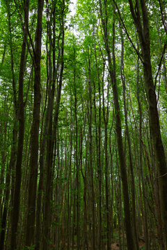 Tall green trees in the lush forest vertical photo