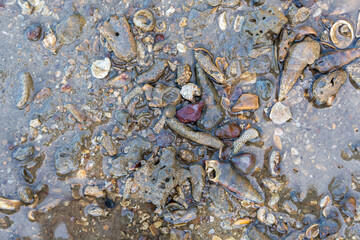 Closeup of shells and broken coral exposed at low tide. Morwong Beach, Coochiemudlo Island, Queensland, Australia 