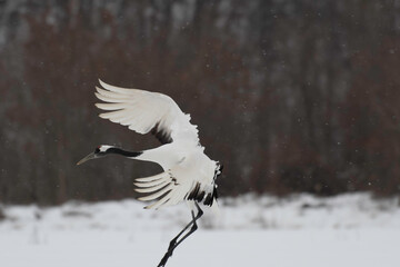 Red-crowned crane subadult landing