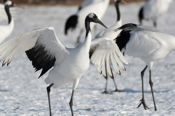 Red-crowned crane subadult landing