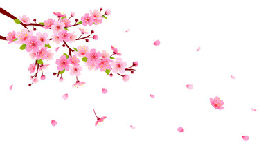 Spring Sakura branch with falling petals illustration. Pink Cherry blossom on transparent background. PNG file	